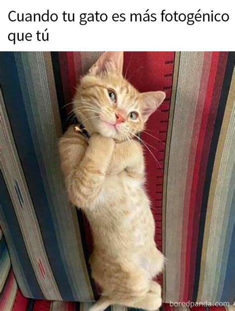 gatitos meme|meme de gatos graciosos.